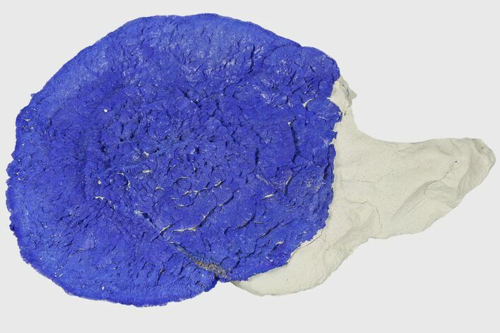 Large, Vibrant Blue Azurite Sun on Siltstone - Australia #188435